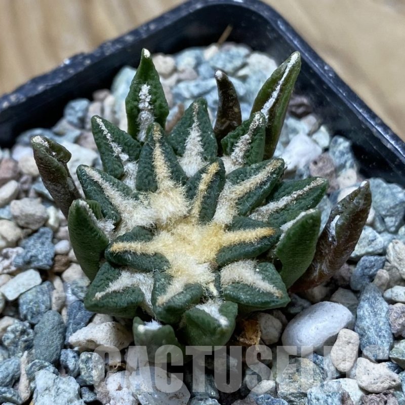 SH24344 Ariocarpus kotschoubeyanus hybrid, own roots