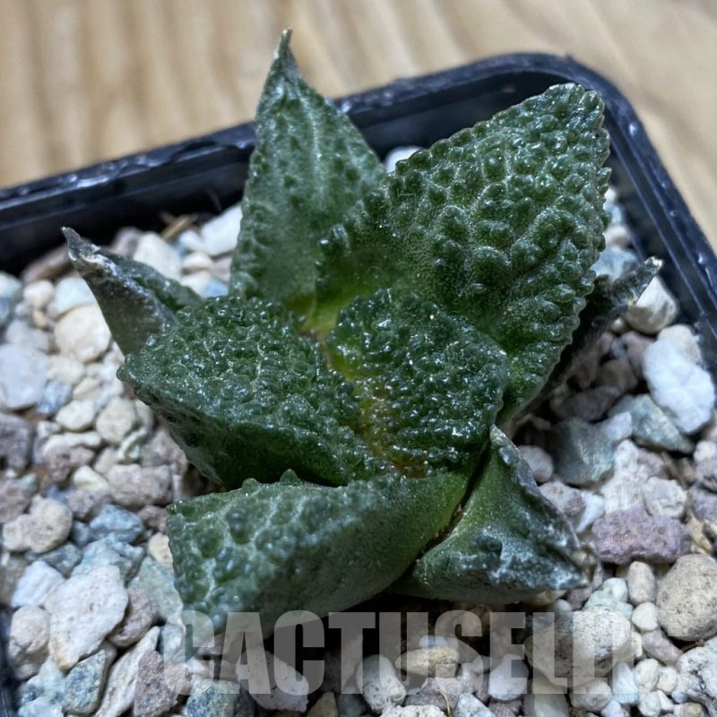 SH24345 Ariocarpus fissuratus ‘Godzilla’ hybrid, seedling, own roots