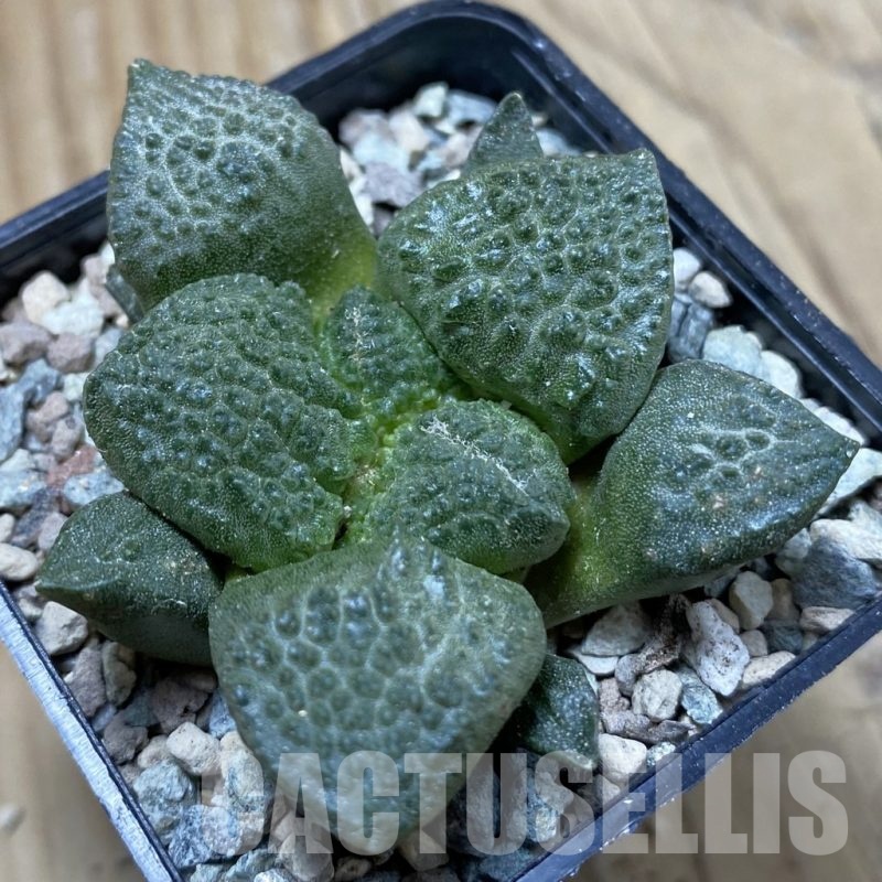 SH24346 Ariocarpus fissuratus ‘Godzilla’ hybrid, seedling, own roots