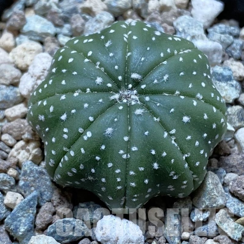 SH24419 Astrophytum asterias ‘Star Shape’