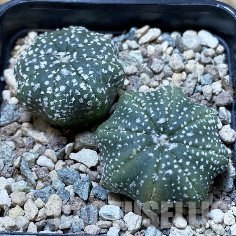 SH24420 Astrophytum asterias ‘Star Shape’, 2 plants