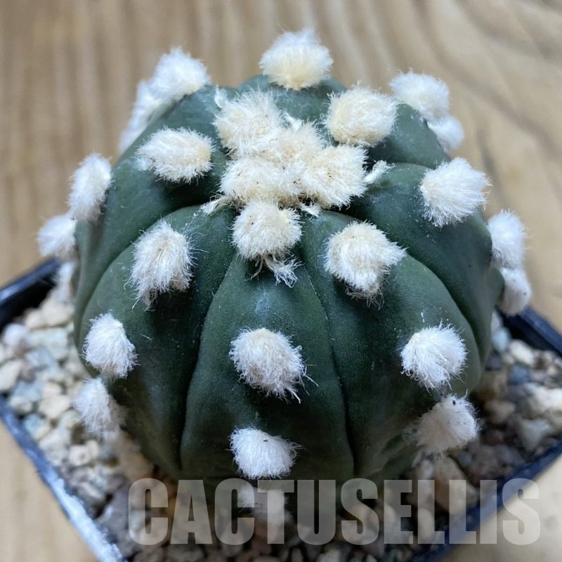 SH24421 Astrophytum asterias ‘Ooibo’