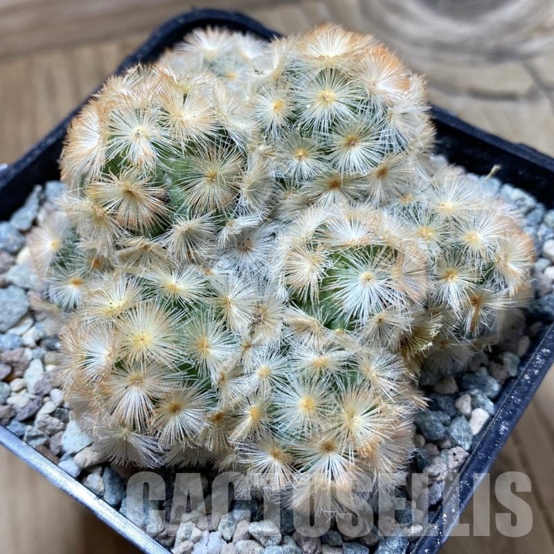 SH24389 Mammillaria carmenae ‘Buddha’ hybrid