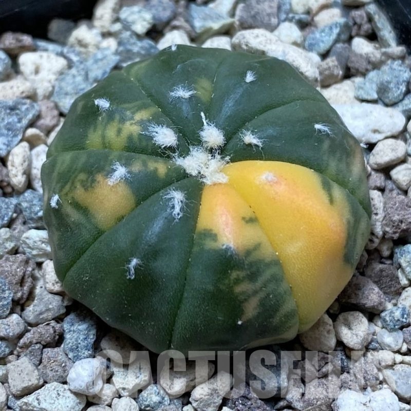 SH24422 Astrophytum asterias f. variegata