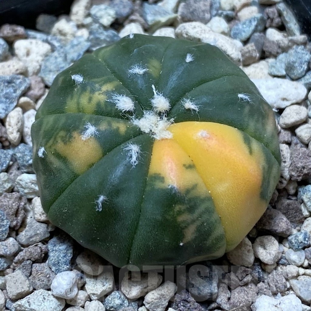 SH24422 Astrophytum asterias f. variegata