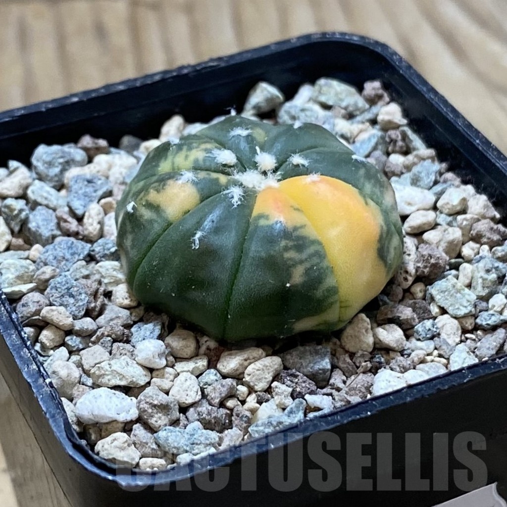 SH24422 Astrophytum asterias f. variegata - Obrázek 2