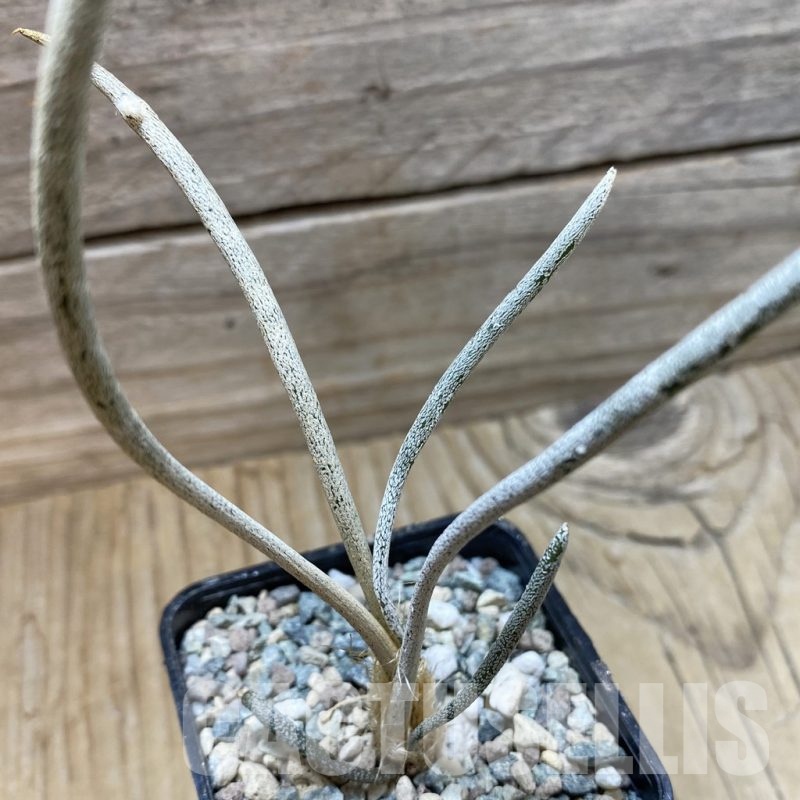 SH24423 Astrophytum caput-medusae