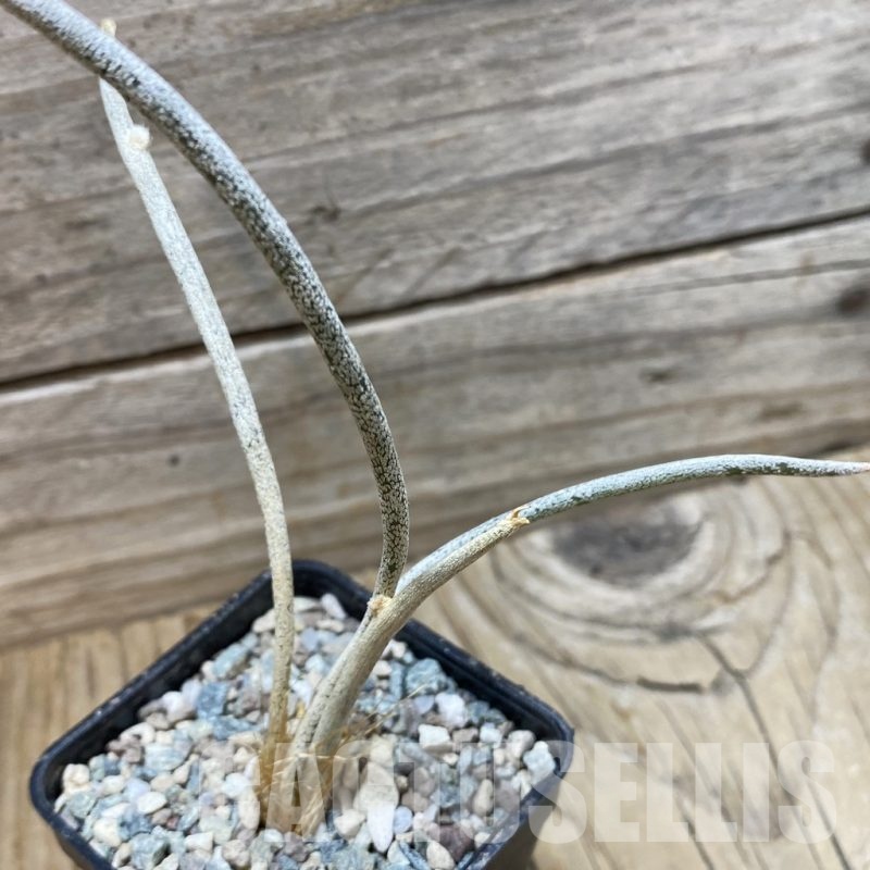 SH24424 Astrophytum caput-medusae