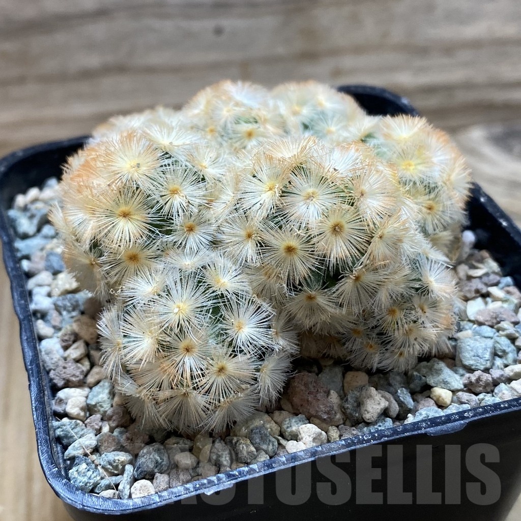 SH24389 Mammillaria carmenae ‘Buddha’ hybrid - Image 2