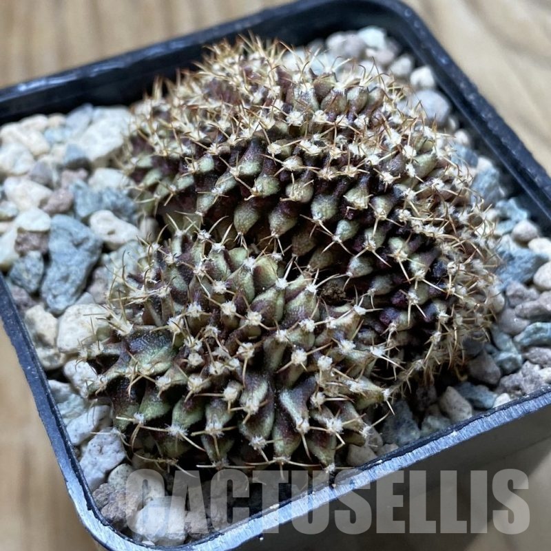 SH24425 Gymnocalycium mihanovichii f. cristata