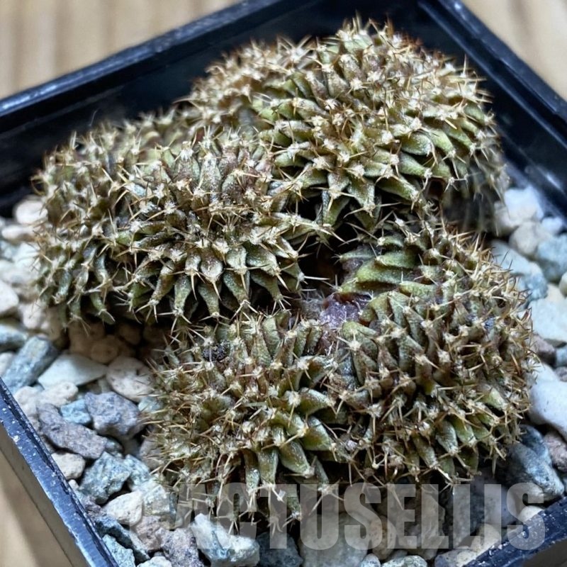 SH24426 Gymnocalycium mihanovichii f. cristata