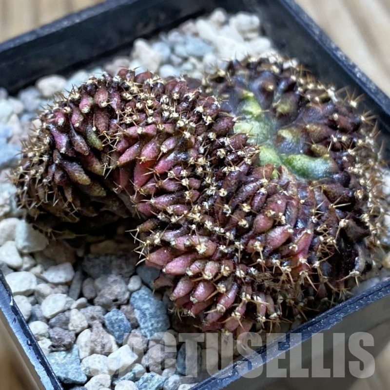 SH24427 Gymnocalycium mihanovichii variegata f. cristata