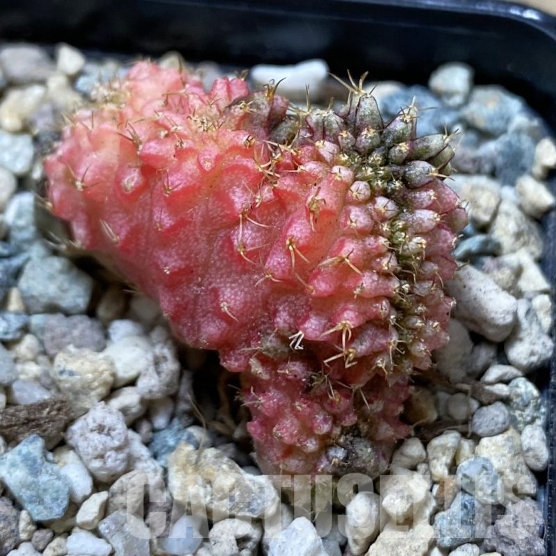 SH24428 Gymnocalycium mihanovichii variegata f. cristata