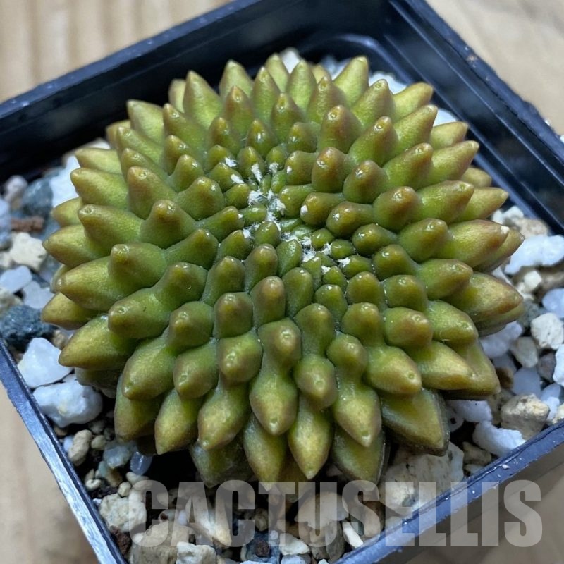 SH24429 Gymnocalycium mihanovichii ‘inermis’