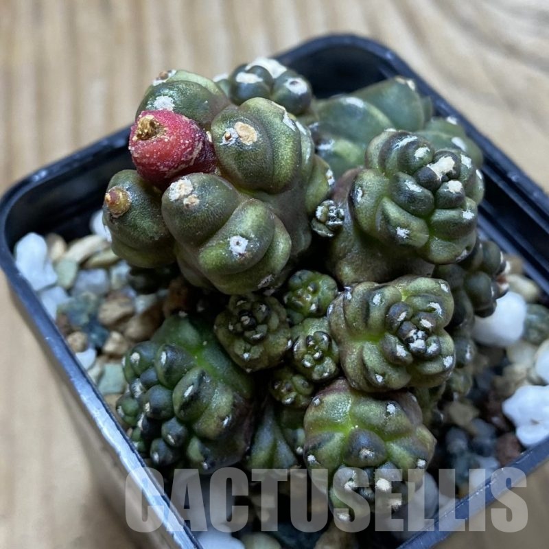 SH24430 Gymnocalycium mihanovichii ‘Transformer’