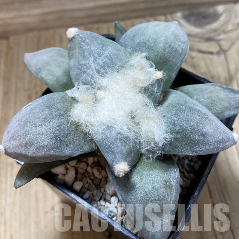SH24390 Ariocarpus retusus hybrid, seedling, own roots