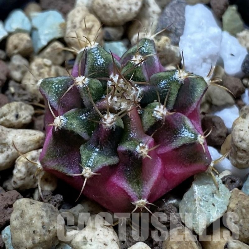 SH24431 Gymnocalycium mihanovichii ‘Bubble Gum’