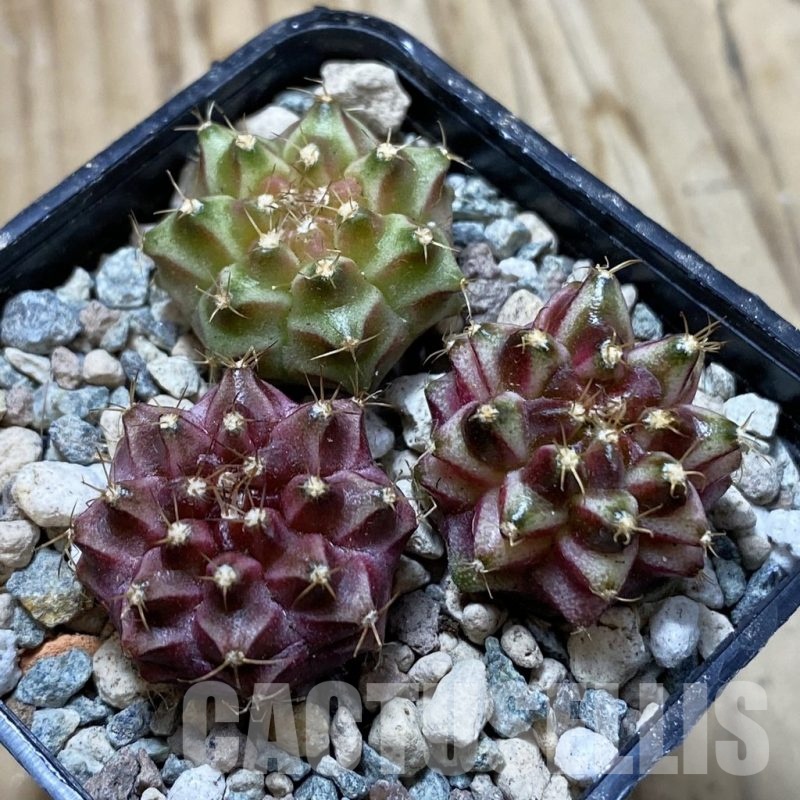 SH24433 Gymnocalycium mihanovichii ‘Neon’ hybrid, seedling mix
