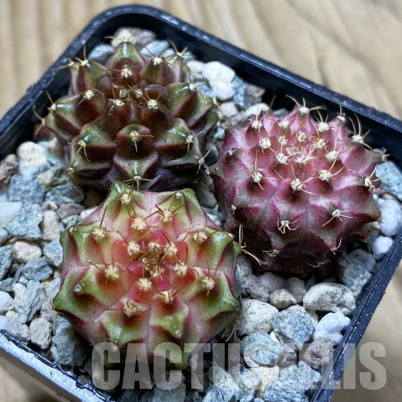 SH24434 Gymnocalycium mihanovichii ‘Neon’ hybrid, seedling mix