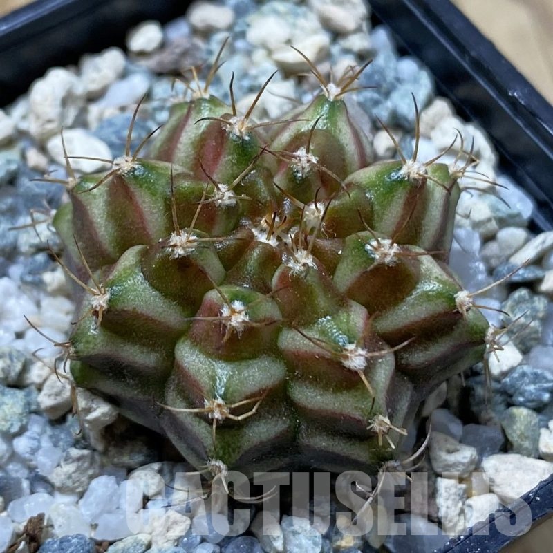 SH24435 Gymnocalycium mihanovichii ‘Neon’ hybrid