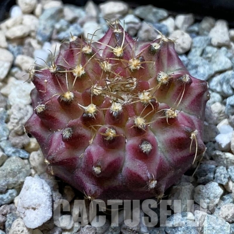 SH24436 Gymnocalycium mihanovichii ‘Neon’ hybrid