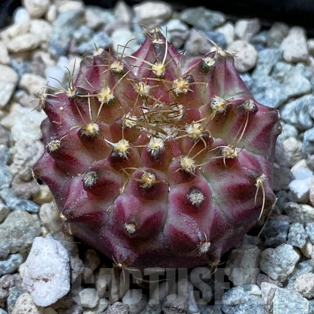 SH24436 Gymnocalycium mihanovichii ‘Neon’ hybrid