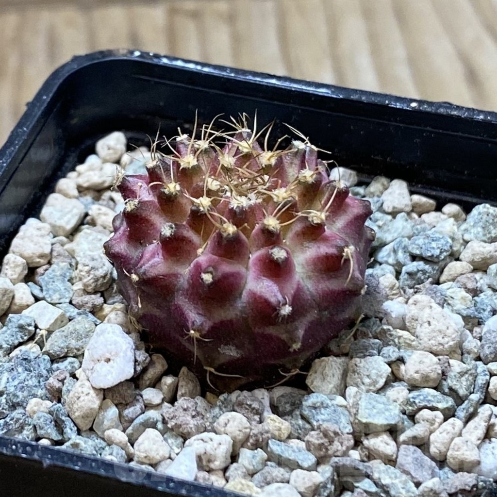 SH24436 Gymnocalycium mihanovichii ‘Neon’ hybrid - Image 2