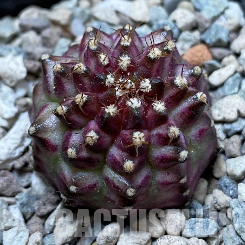 SH24437 Gymnocalycium mihanovichii ‘Neon’ hybrid