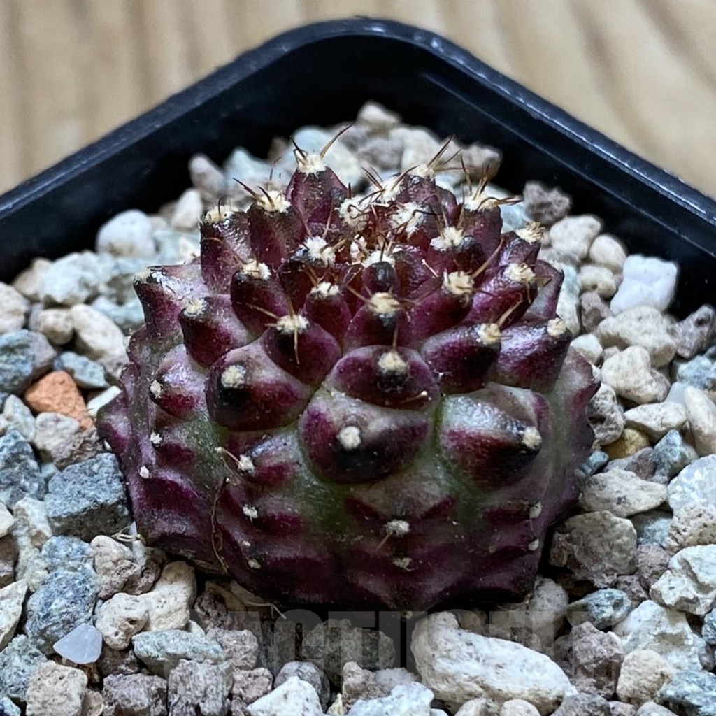 SH24437 Gymnocalycium mihanovichii ‘Neon’ hybrid - Image 2