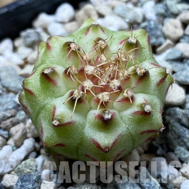 SH24438 Gymnocalycium mihanovichii ‘Neon’ hybrid