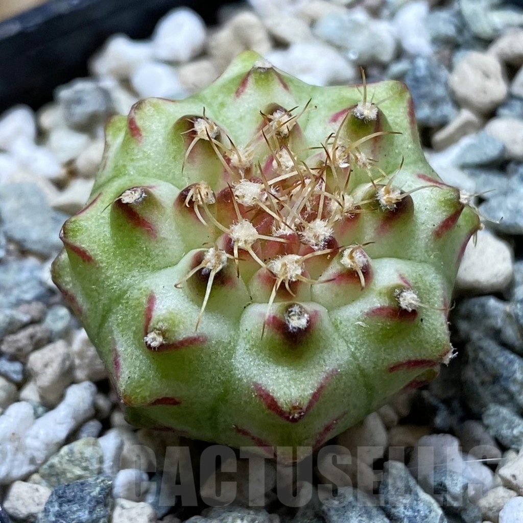 SH24438 Gymnocalycium mihanovichii ‘Neon’ hybrid