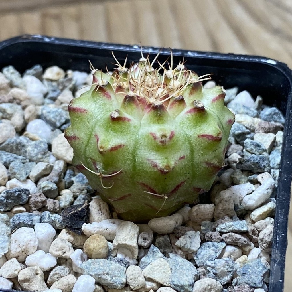 SH24438 Gymnocalycium mihanovichii ‘Neon’ hybrid - Imagen 2