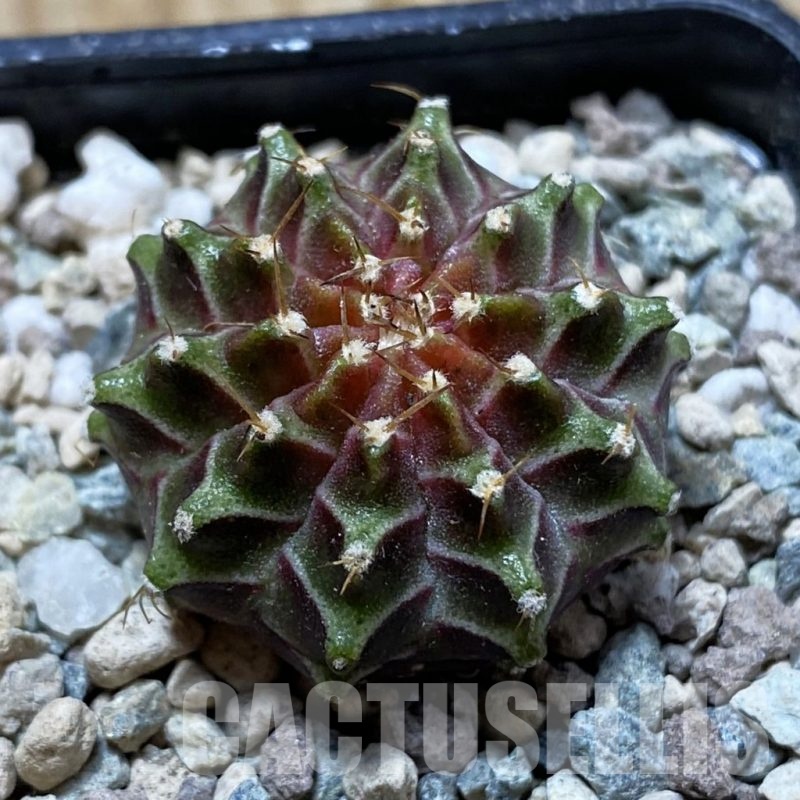 SH24439 Gymnocalycium mihanovichii ‘Neon’ hybrid