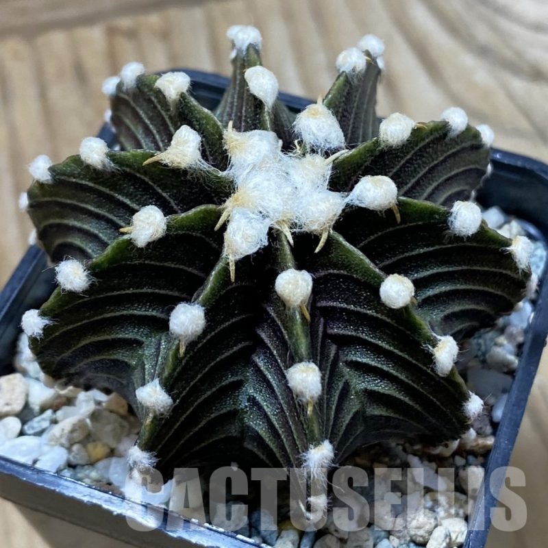 SH24440 Gymnocalycium friedrichii VOS1241