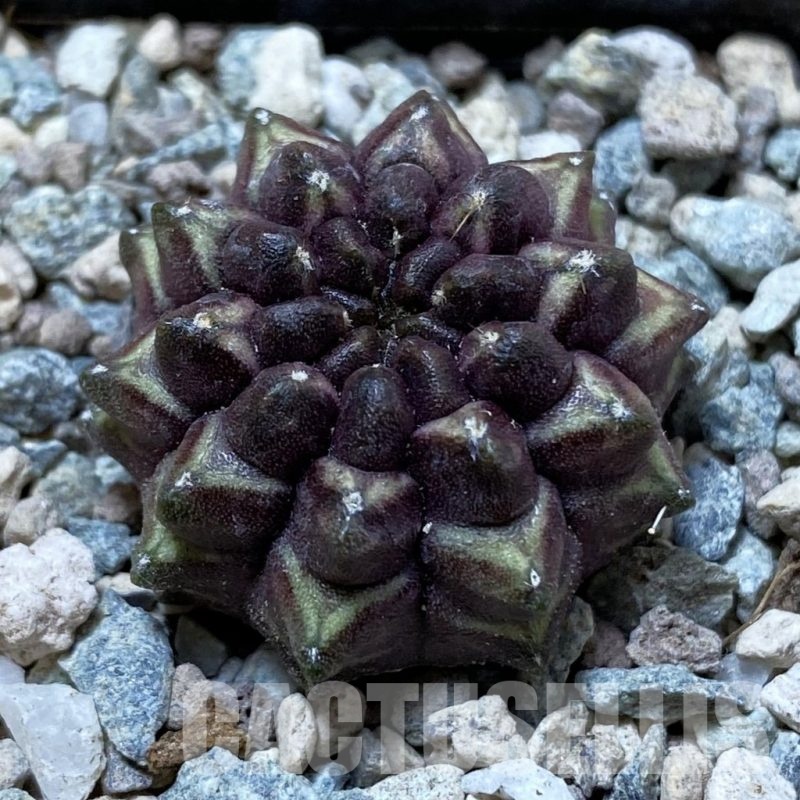 SH24441 Gymnocalycium mihanovichii ‘Day Dream’