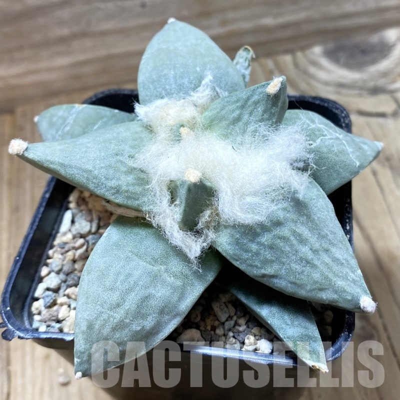 SH24391 Ariocarpus retusus hybrid, seedling, own roots