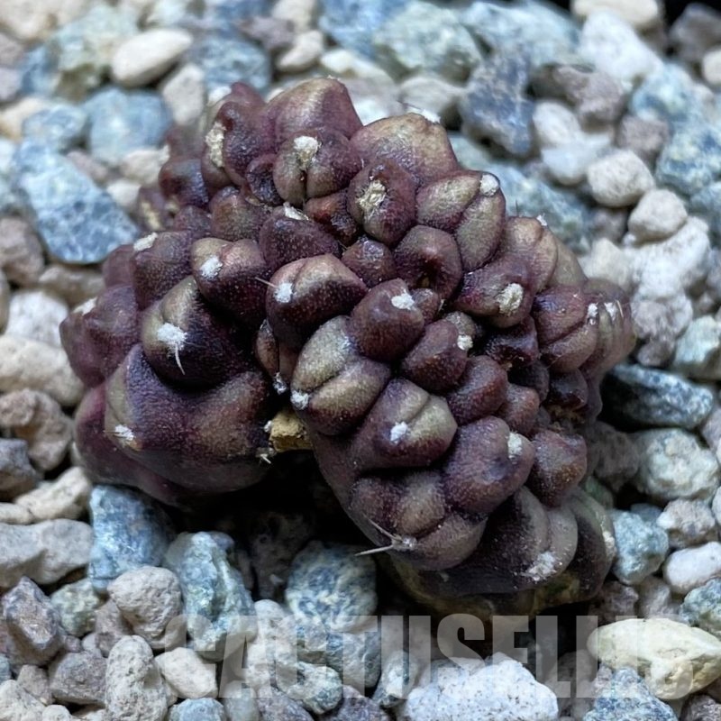 SH24442 Gymnocalycium mihanovichii ‘Day Dream’ f. cristata