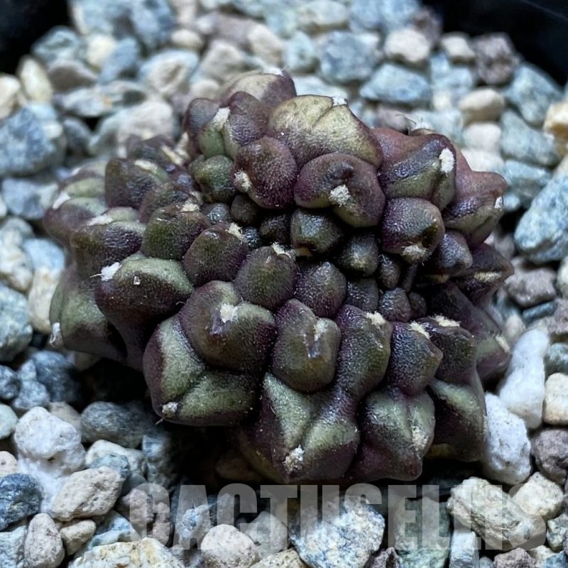SH24443 Gymnocalycium mihanovichii ‘Day Dream’ f. cristata