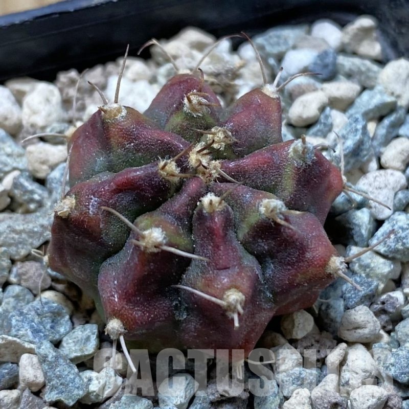 SH24444 Gymnocalycium mihanovichii 'Dead Pool'