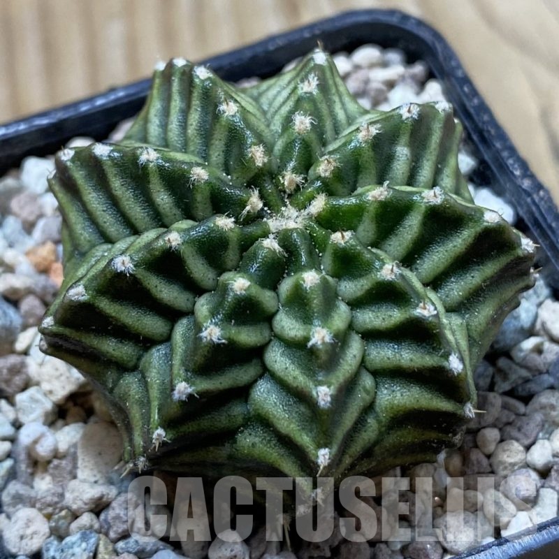SH24445 Gymnocalycium mihanovichii ‘Pandan’