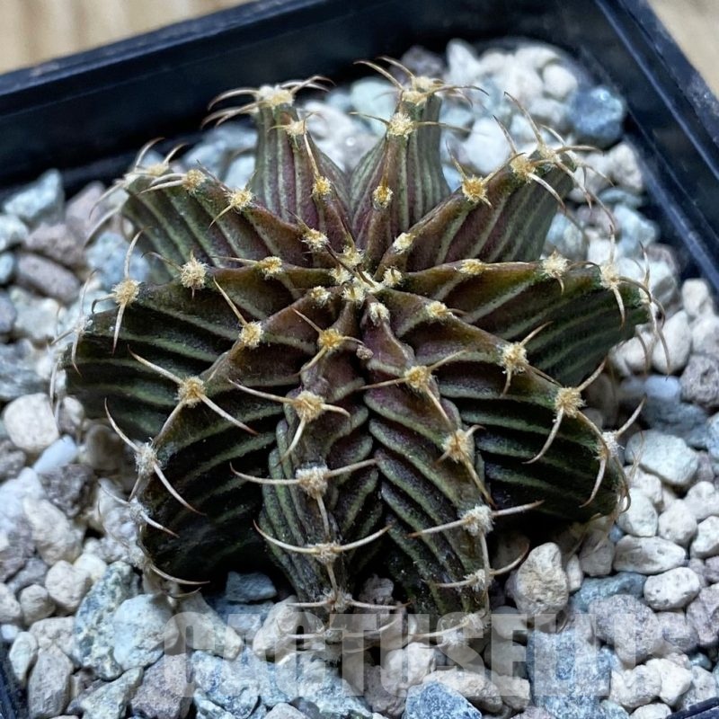 SH24446 Gymnocalycium friedrichii 9R001
