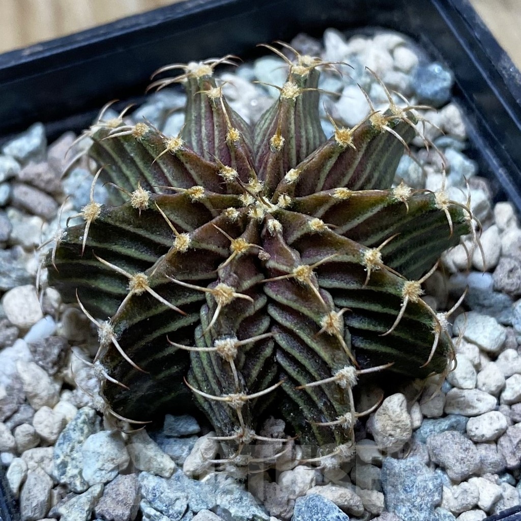 SH24446 Gymnocalycium friedrichii 9R001