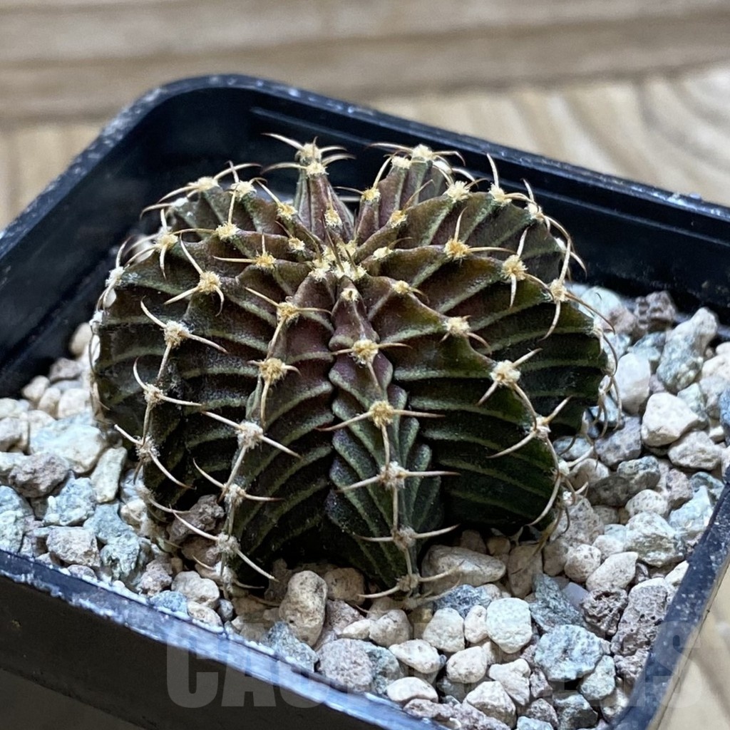 SH24446 Gymnocalycium friedrichii 9R001 - Obrázek 2