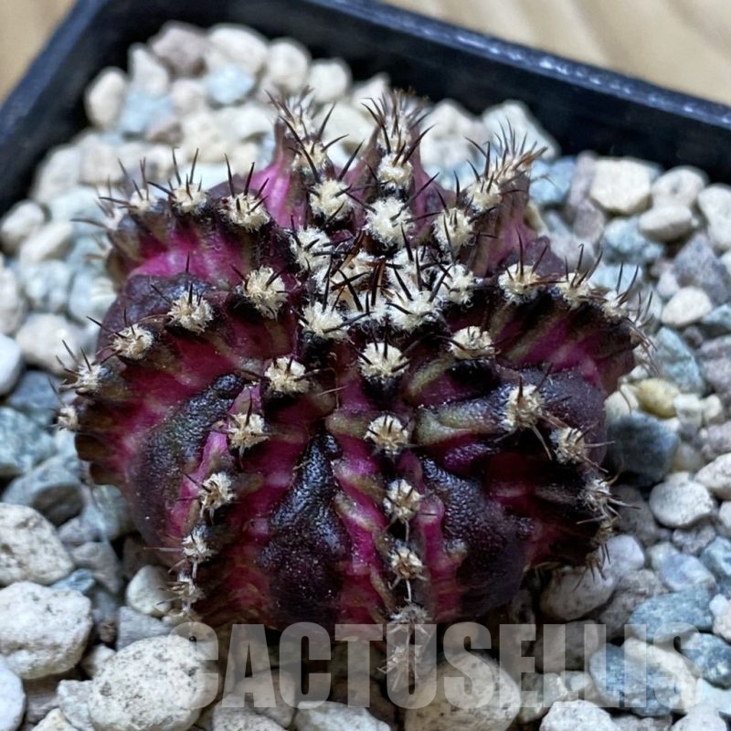 SH24447 Gymnocalycium mihanovichii ‘T-Lux’