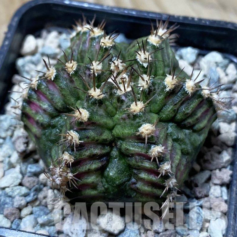SH24448 Gymnocalycium mihanovichii ‘T-Rex’, 6-ribs