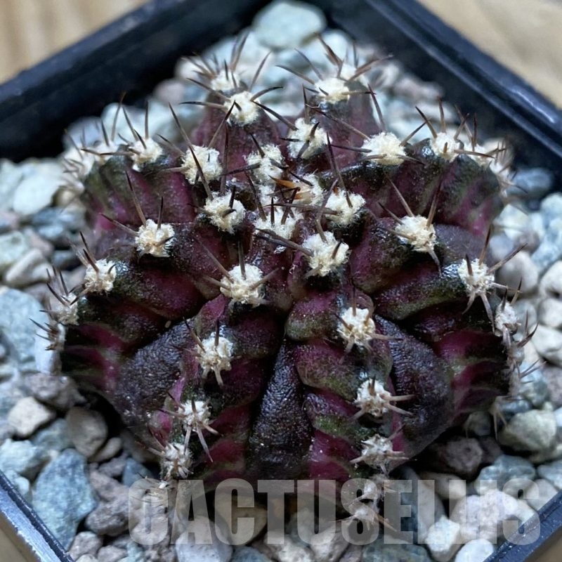 SH24449 Gymnocalycium mihanovichii ‘T-Lux’