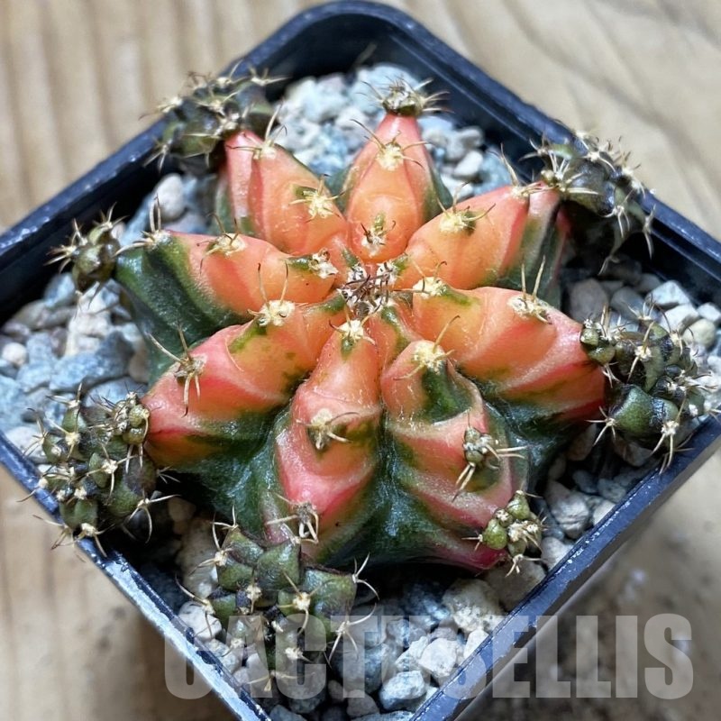 SH24450 Gymnocalycium mihanovichii ‘French Fuchsia’