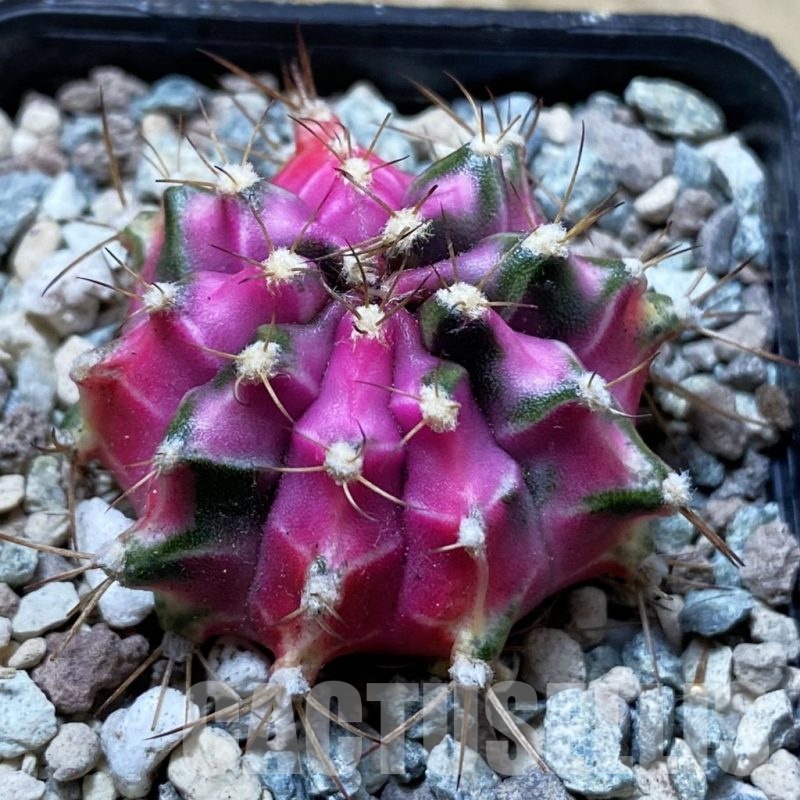 SH24451 Gymnocalycium mihanovichii ‘Pink Diamond’