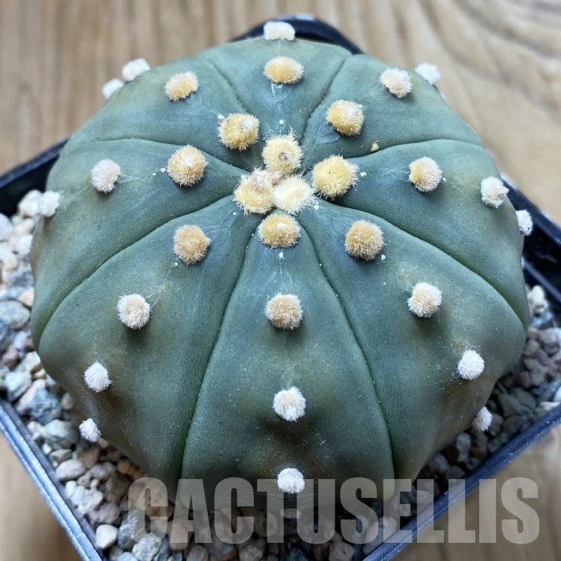 SH24386 Astrophytum asterias ‘Shinshowa Red’