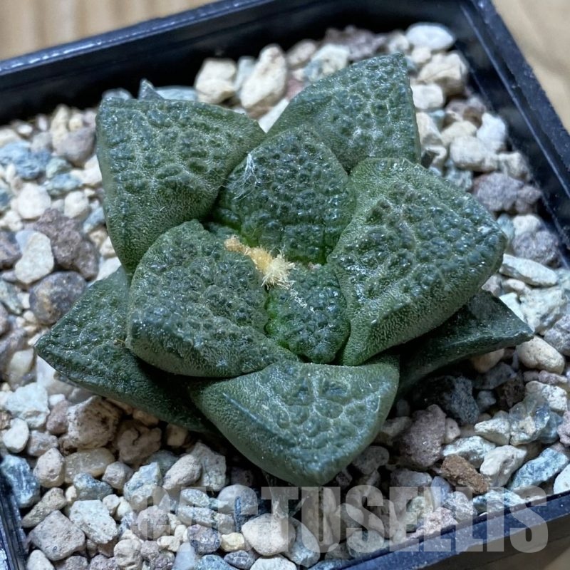 SH24392 Ariocarpus fissuratus ‘Godzilla’ hybrid, seedling, own roots